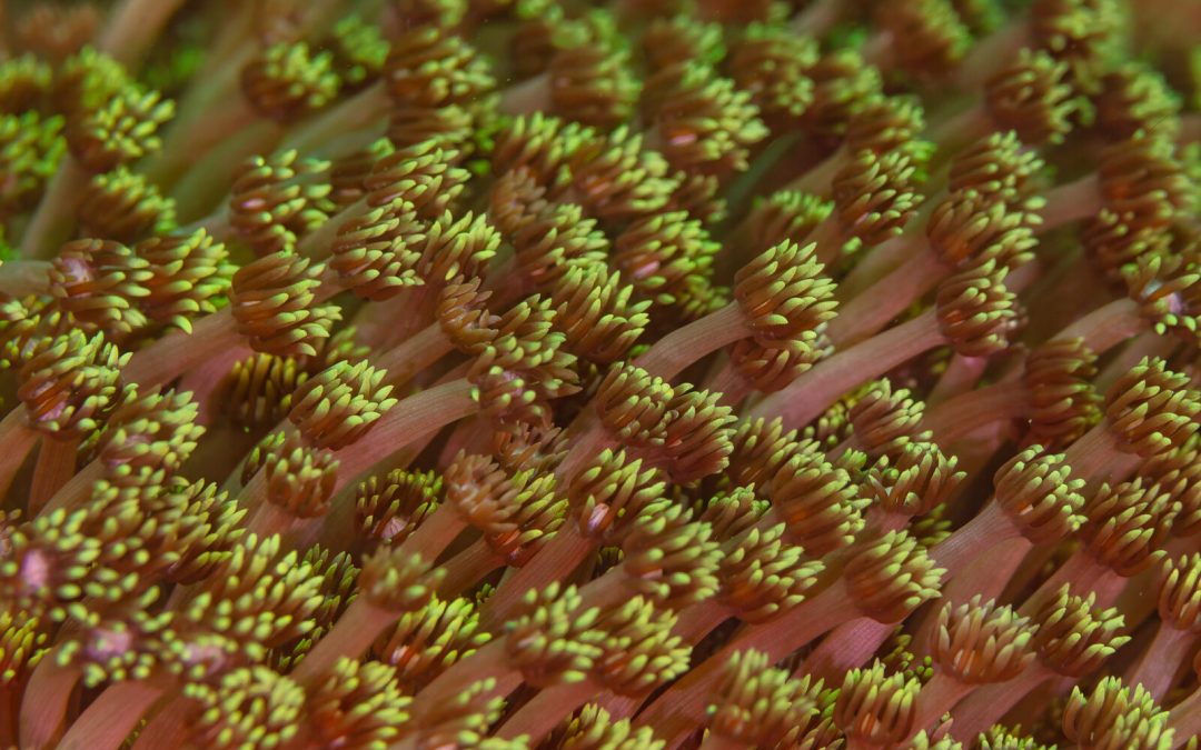 Corals run their own pumps \u2014 and the pumps overheat