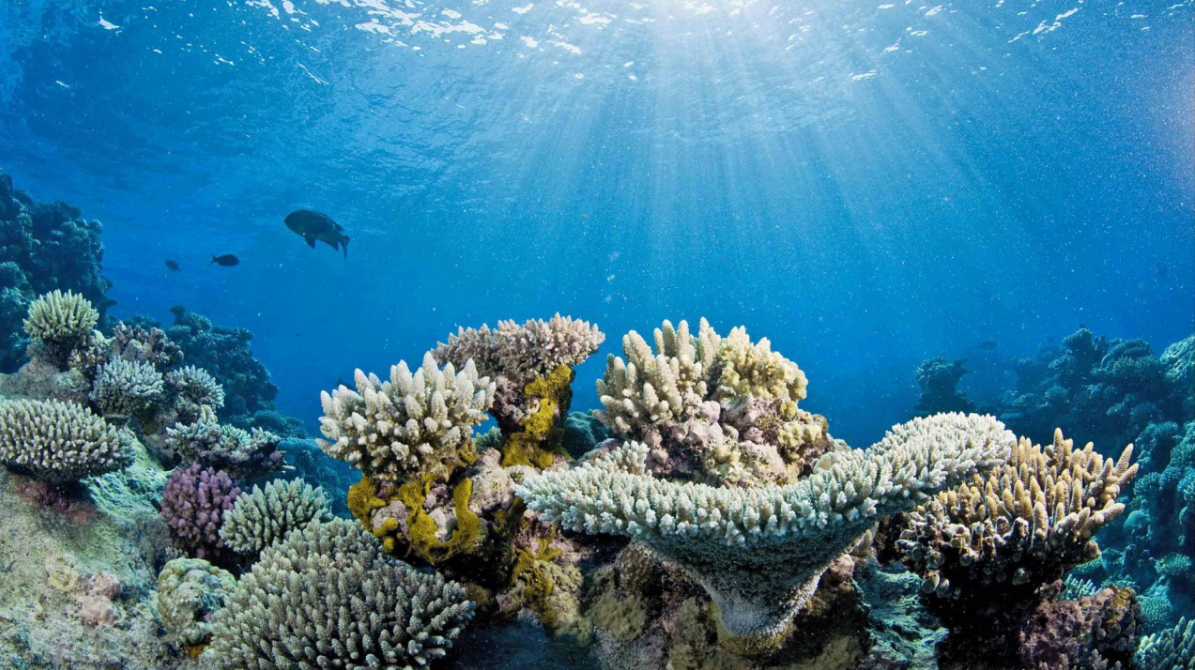 Can you keep a coral’s pump primed? Yes \u2014 for a few hours, with a motor