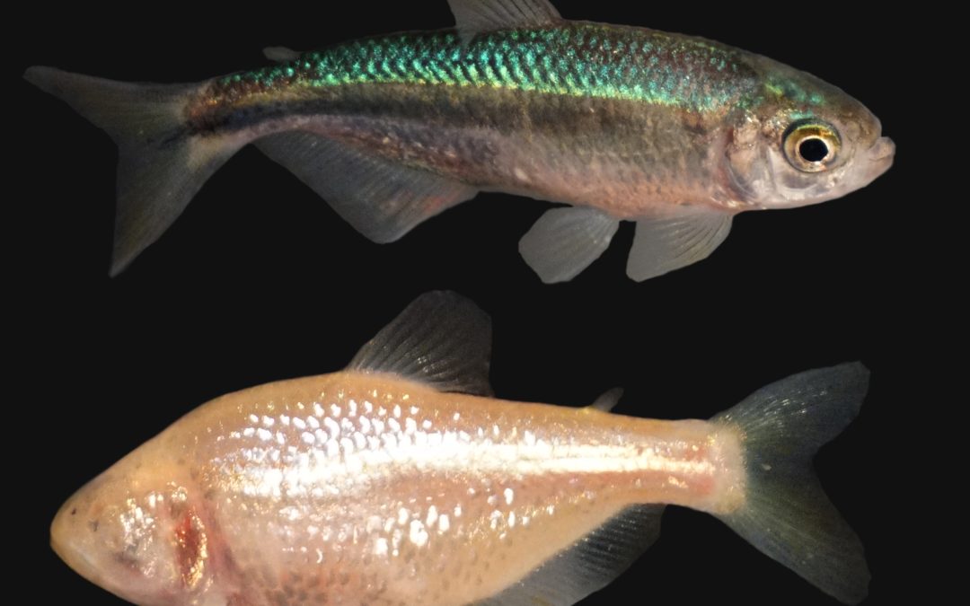 The hidden demon-fish from beneath an arsenal