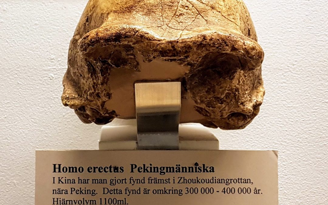 Six Chinese Teeth That Quietly Re-Shuffled the Hominin Family Tree