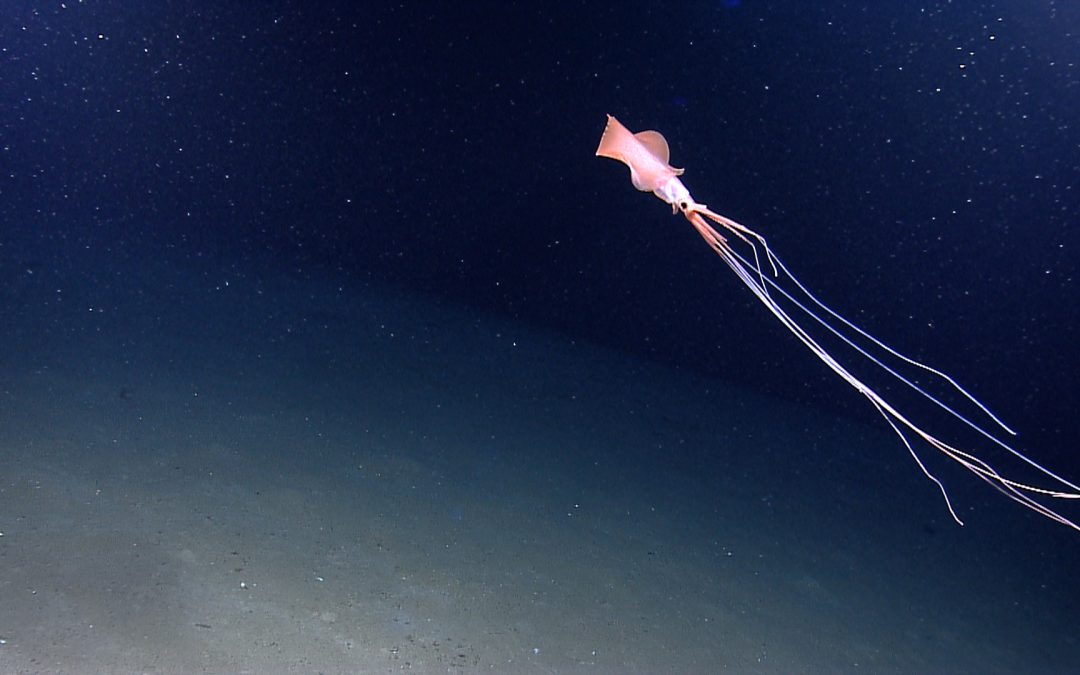 The squid that holds its arms like elbows, and the question of whether it’s rare