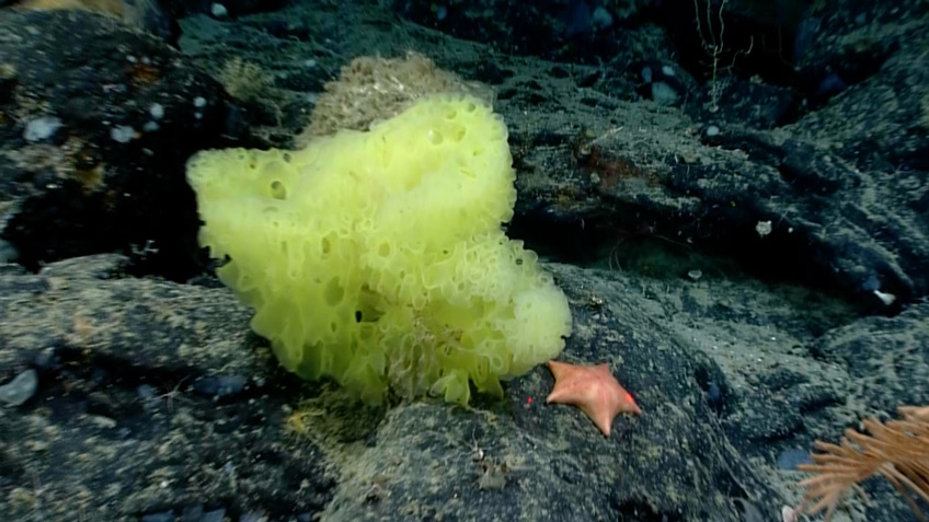 SpongeBob and Patrick were already down there