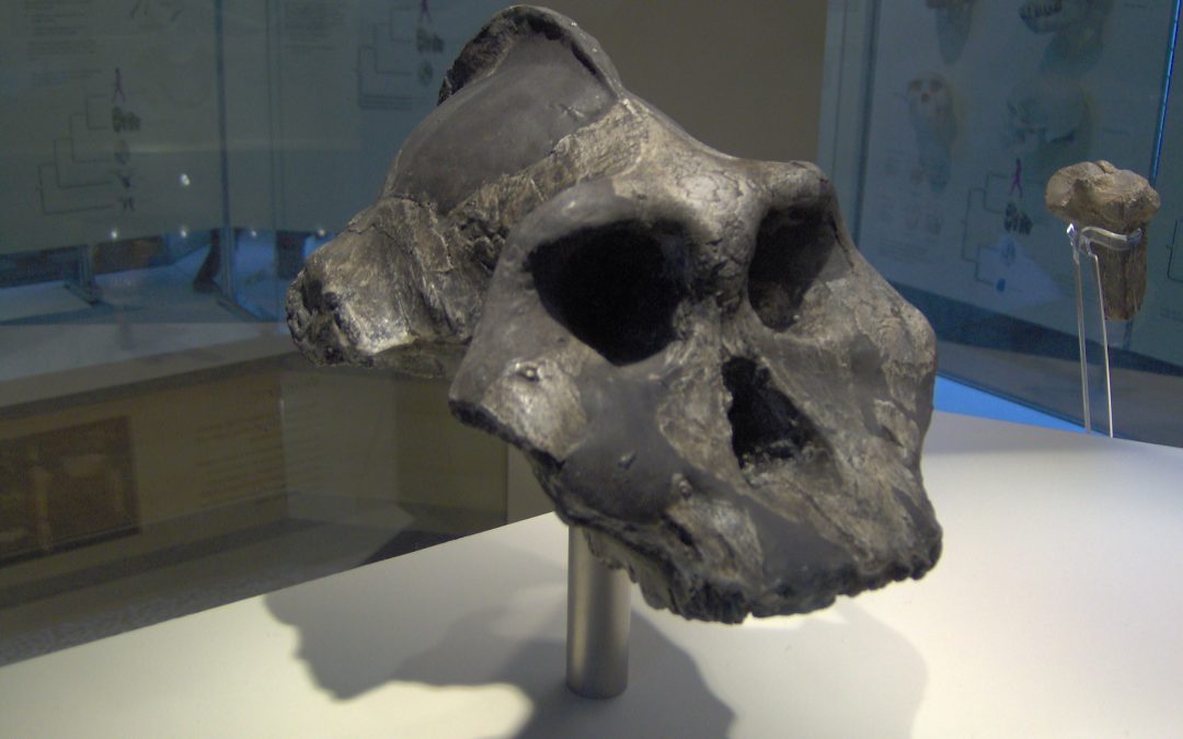 A Single Molar From the Afar Just Pushed Paranthropus Back 300,000 Years