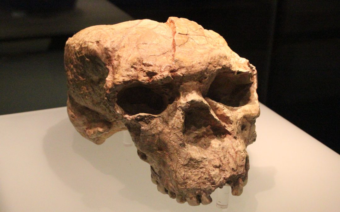 Two Fossils, Two Methods, One Year of Correction in Hominin Deep Time